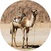 אטרקציות בדרום