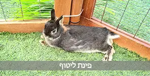 טווס מטייל בפינת חי