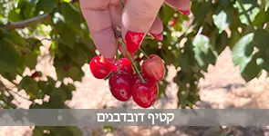 בילוי במתחמי קטיף דובדבנים 2026