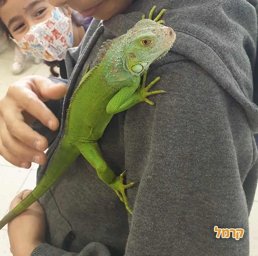 מושלמשי - חגיגה מושלמת לילדים - 073-7595947