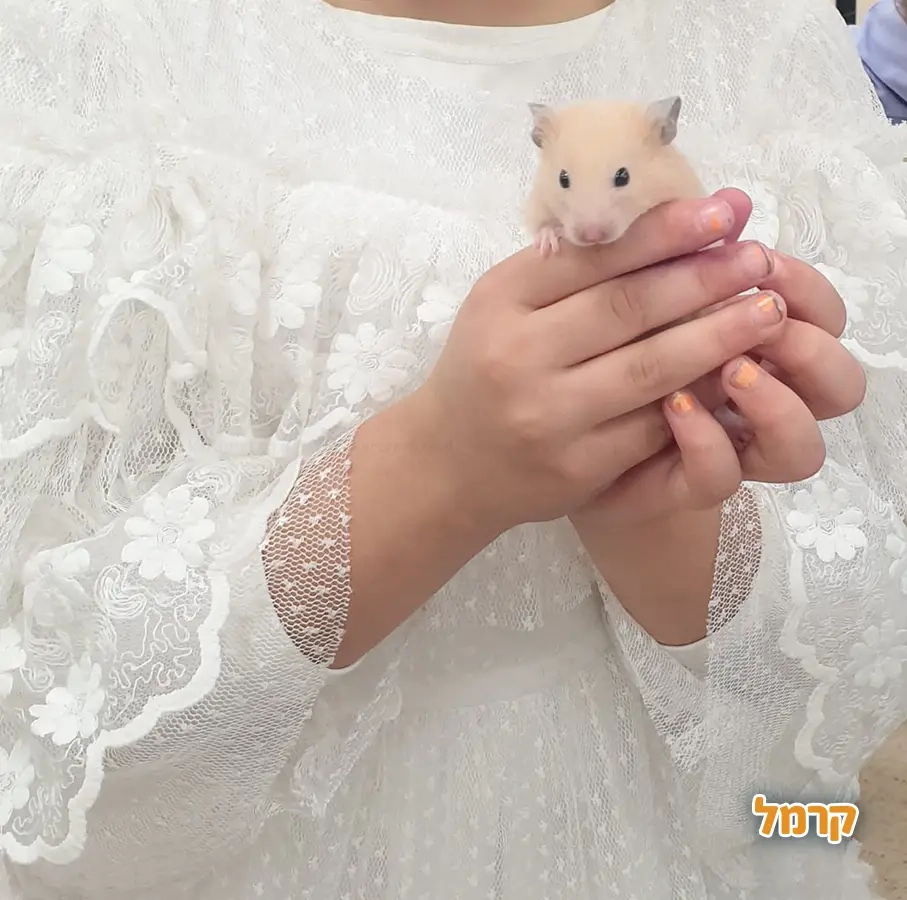 מושלמשי - חגיגה מושלמת לילדים - 073-7595947