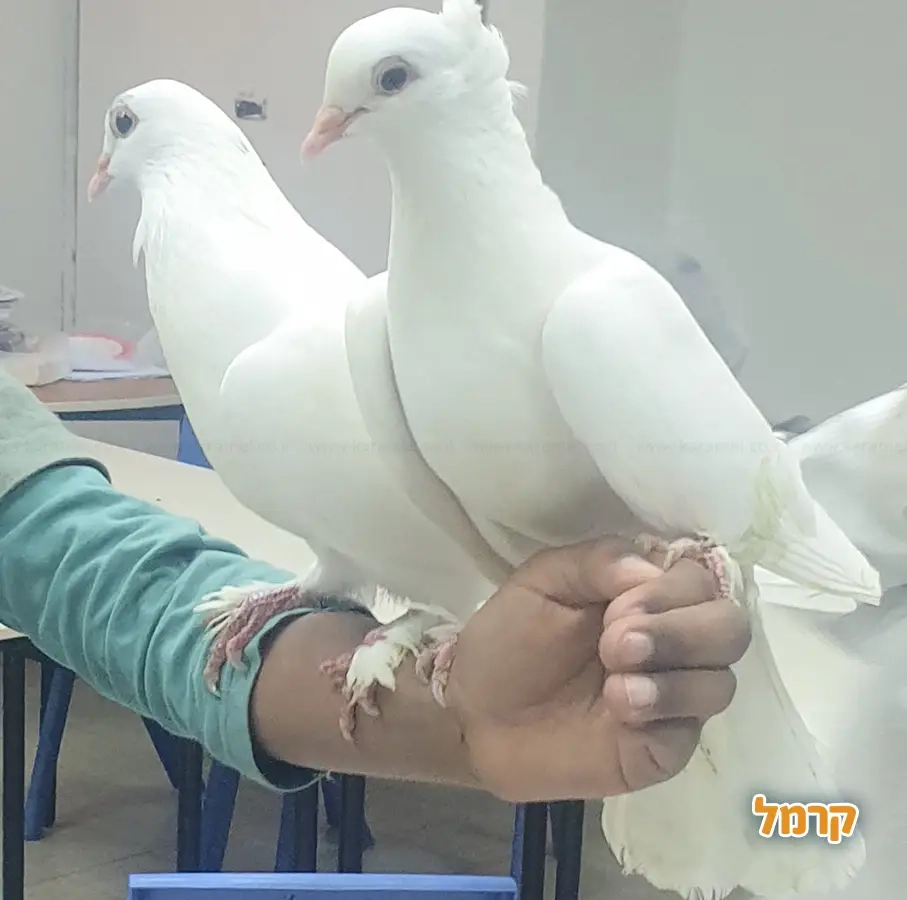 מושלמשי - חגיגה מושלמת לילדים - 073-7595947