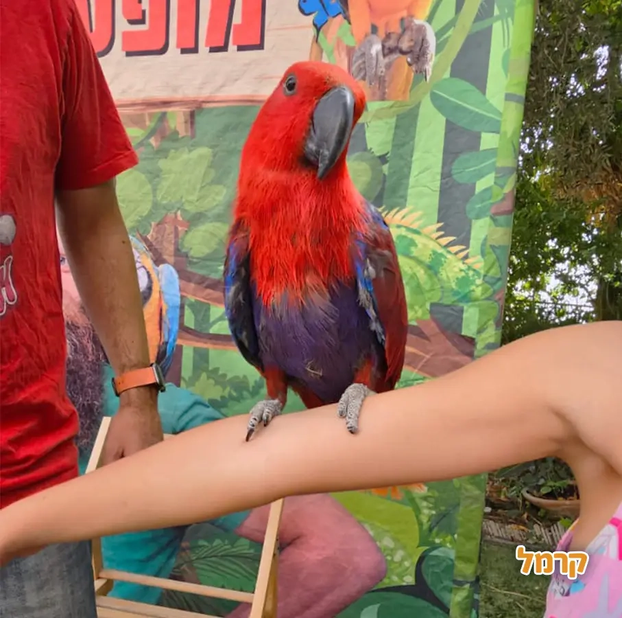 החיות של שלמה - 073-7026361