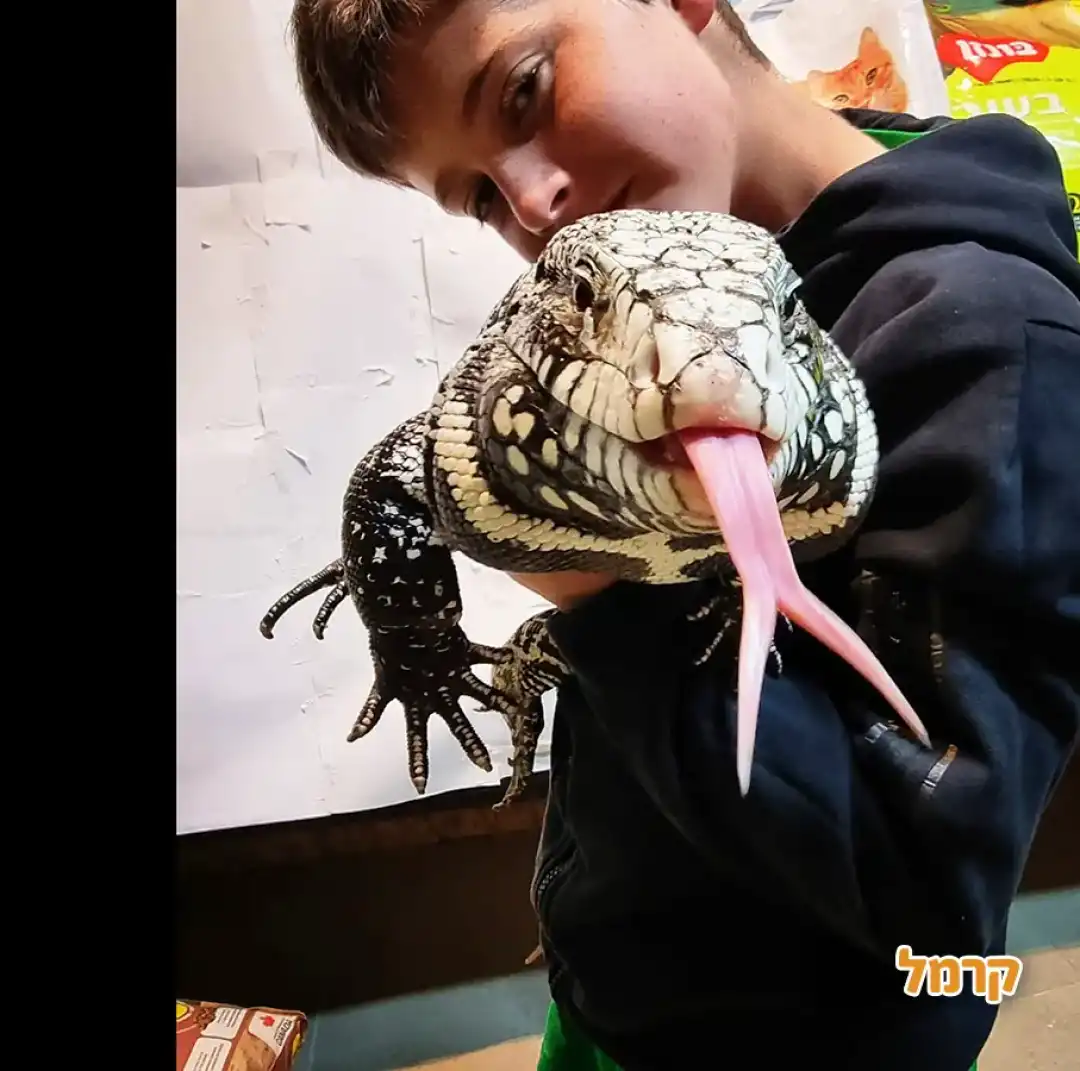 החיות של שלמה