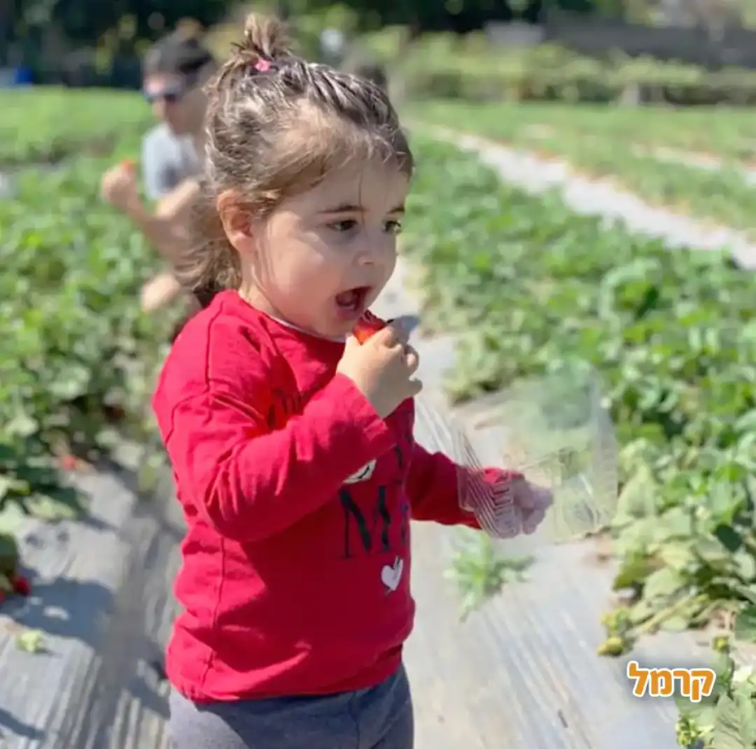 תות שדה רמת השרון