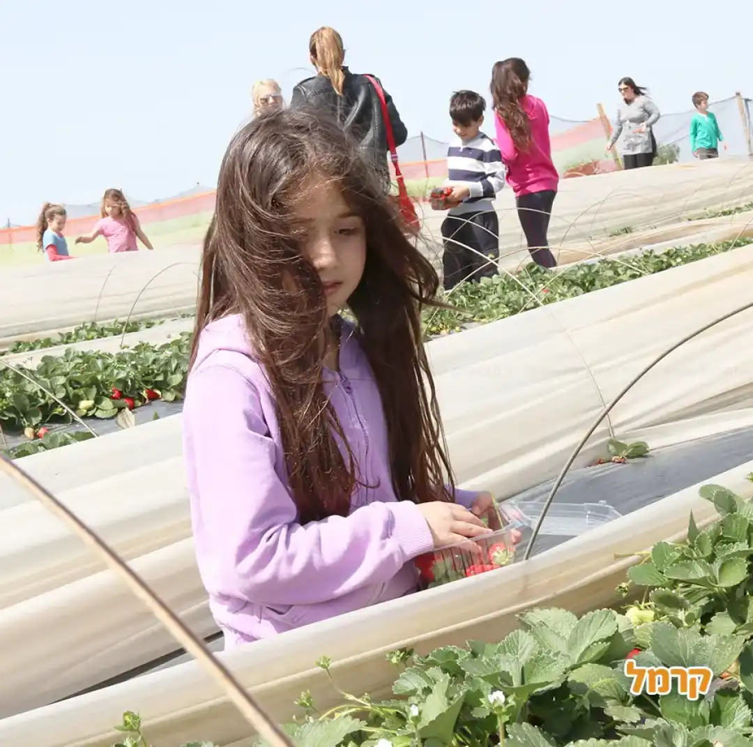 תות שדה רמת השרון