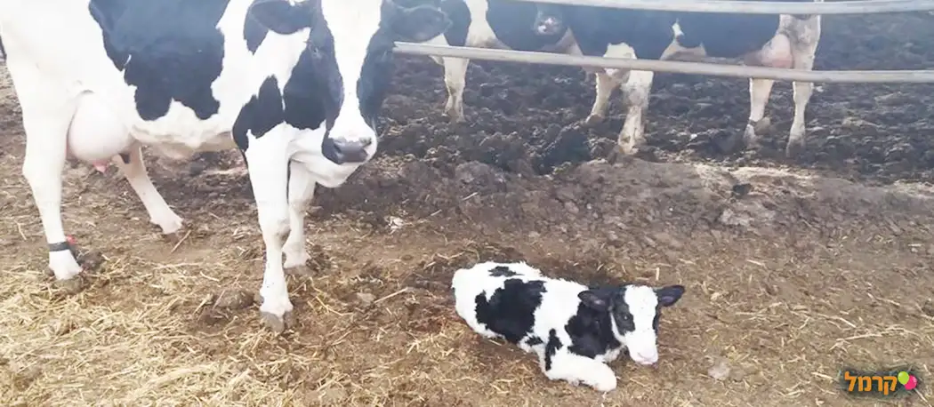 הרפת של איתי