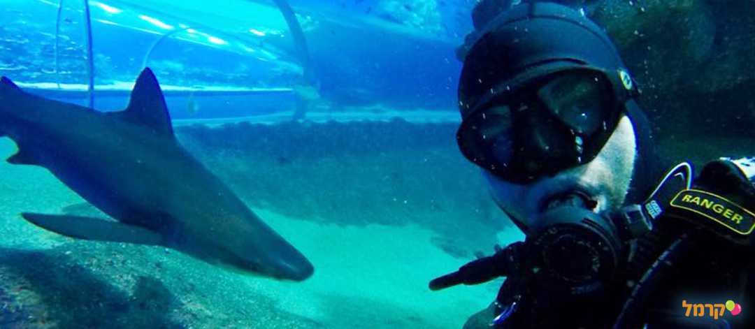 האכלת כרטיסים