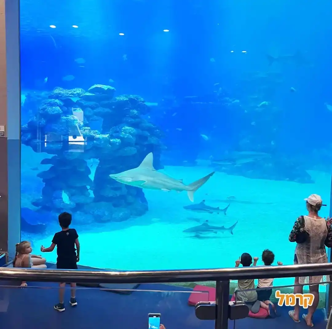 הסברה בעולם הכרישים