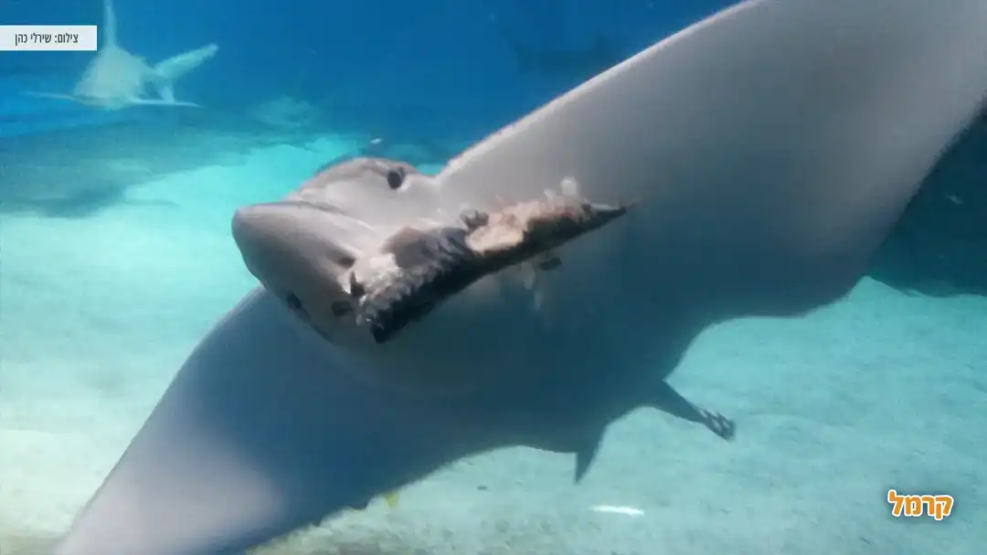 כריש תופס את המזון שלו