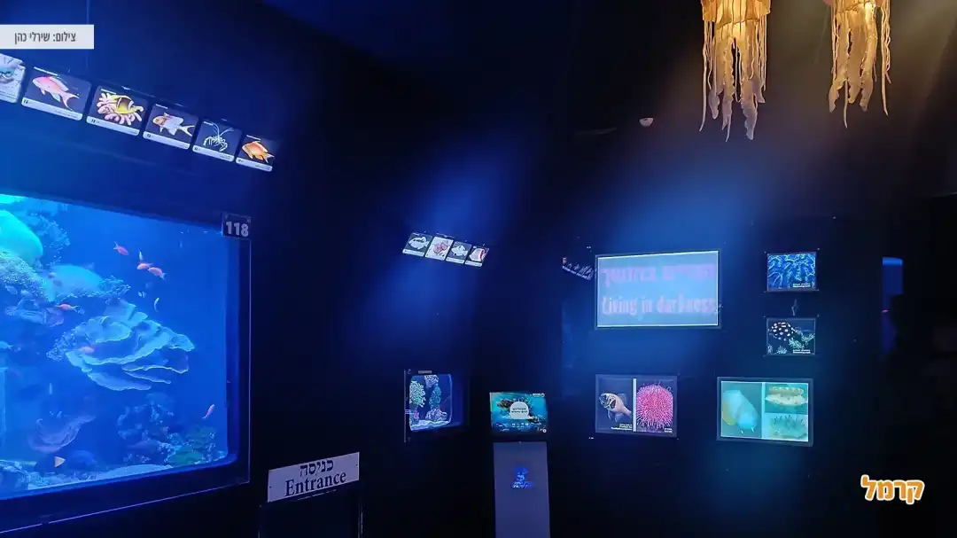 מגוון הסברים ובעלי חיים תת ימיים