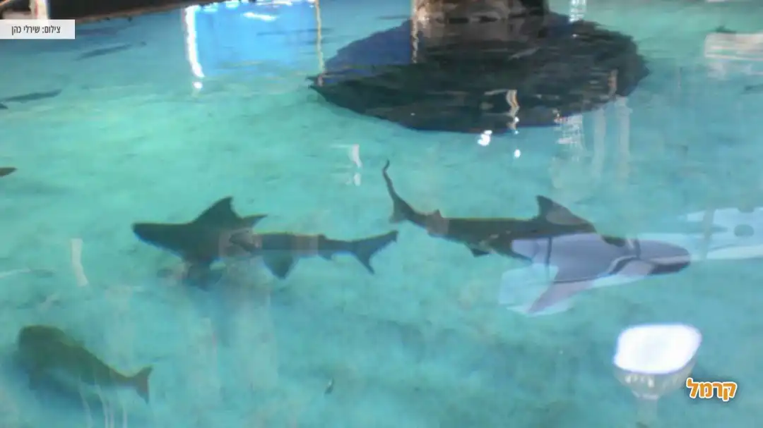 בריכת כרישים