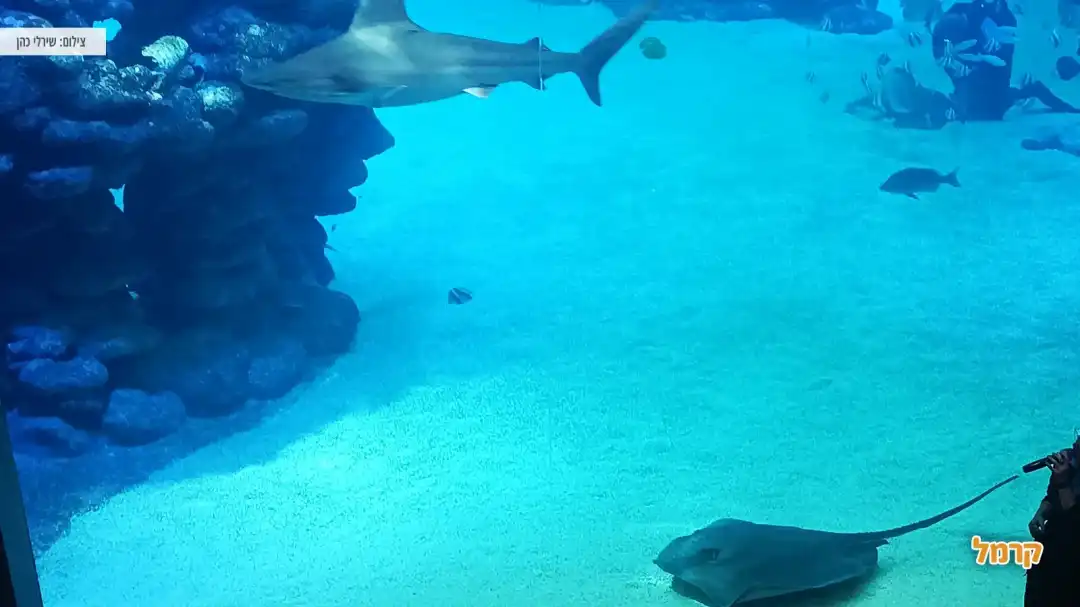 מבנה הסברה וצפייה בכרישים השונים