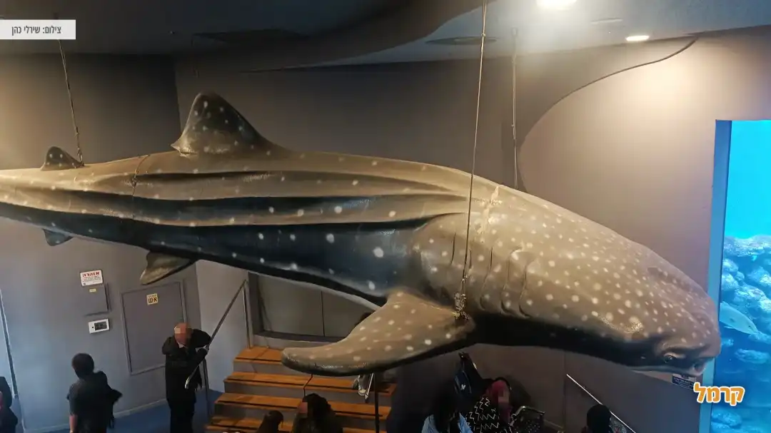 לווייתן ענק תלוי בעולם הכרישים