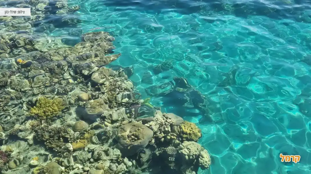 חוף הים ליד הפארק