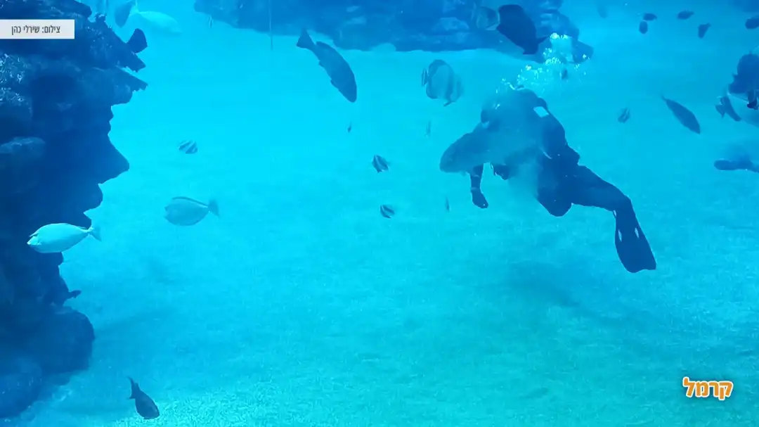 צוללן מאכיל את הכרישים והדגים