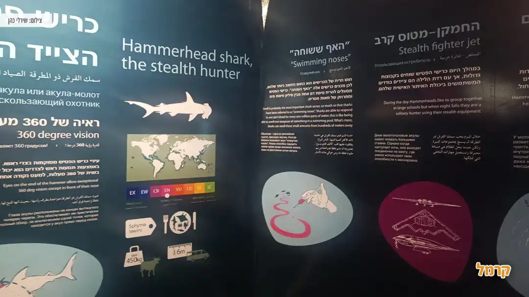 שילוט והסברה על הכרישים השונים