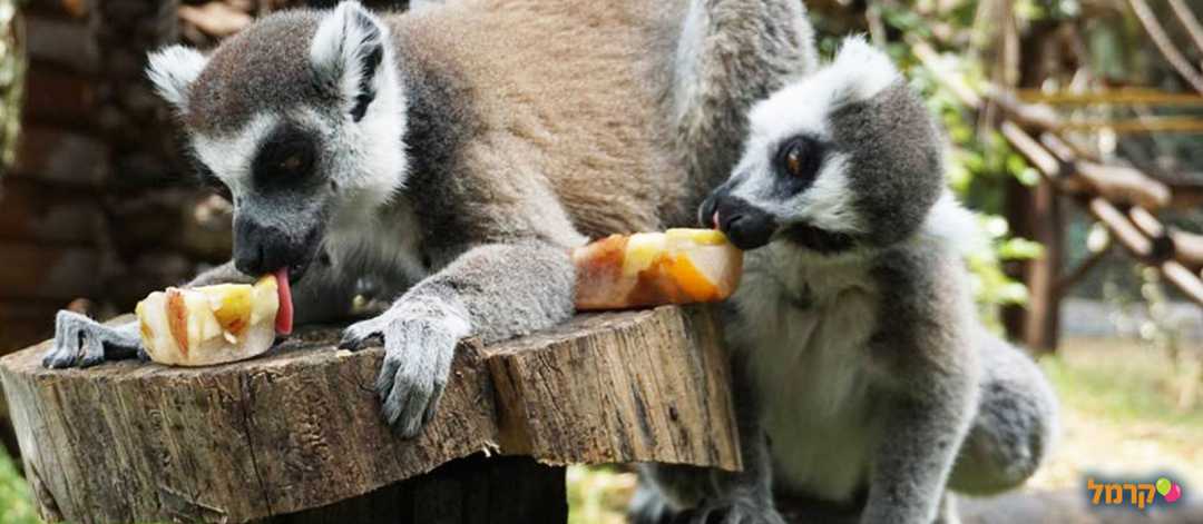מקלט הקופים הישראלי