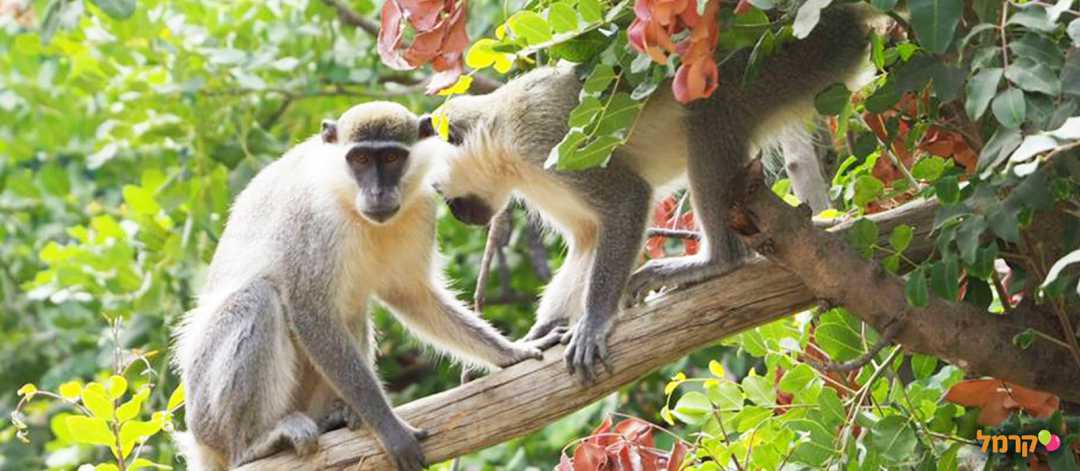 מקלט הקופים הישראלי