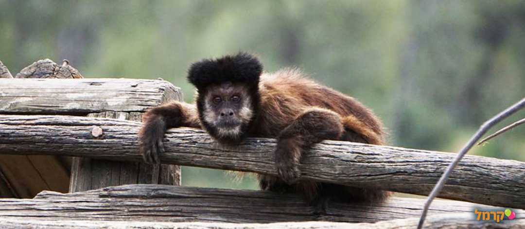 מקלט הקופים הישראלי