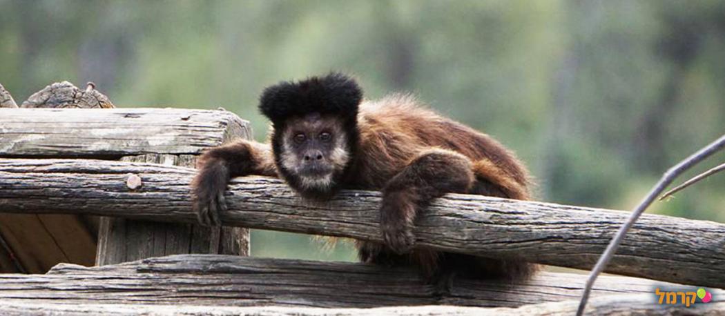 מקלט הקופים הישראלי - 073-7026321