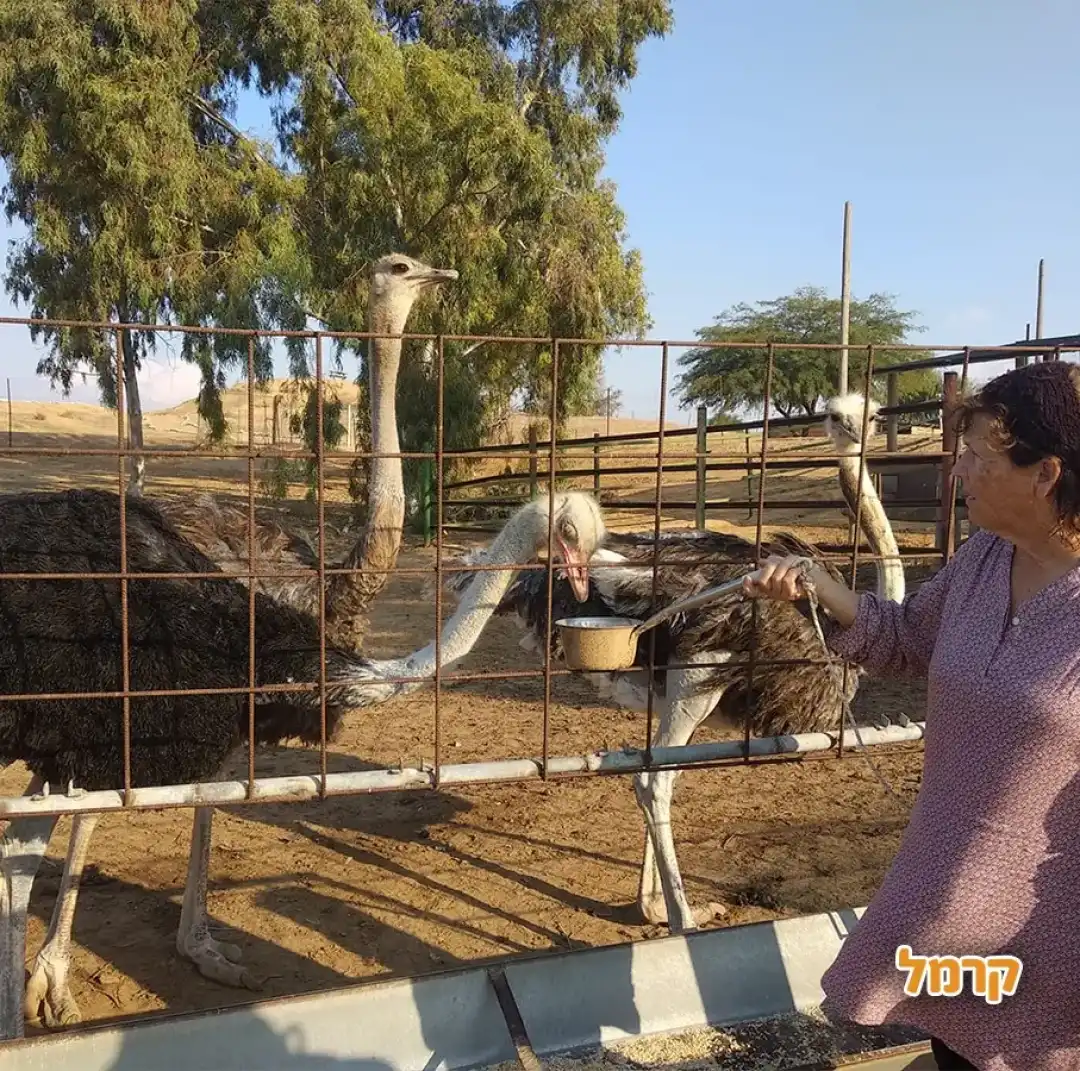 מתחם של היענים