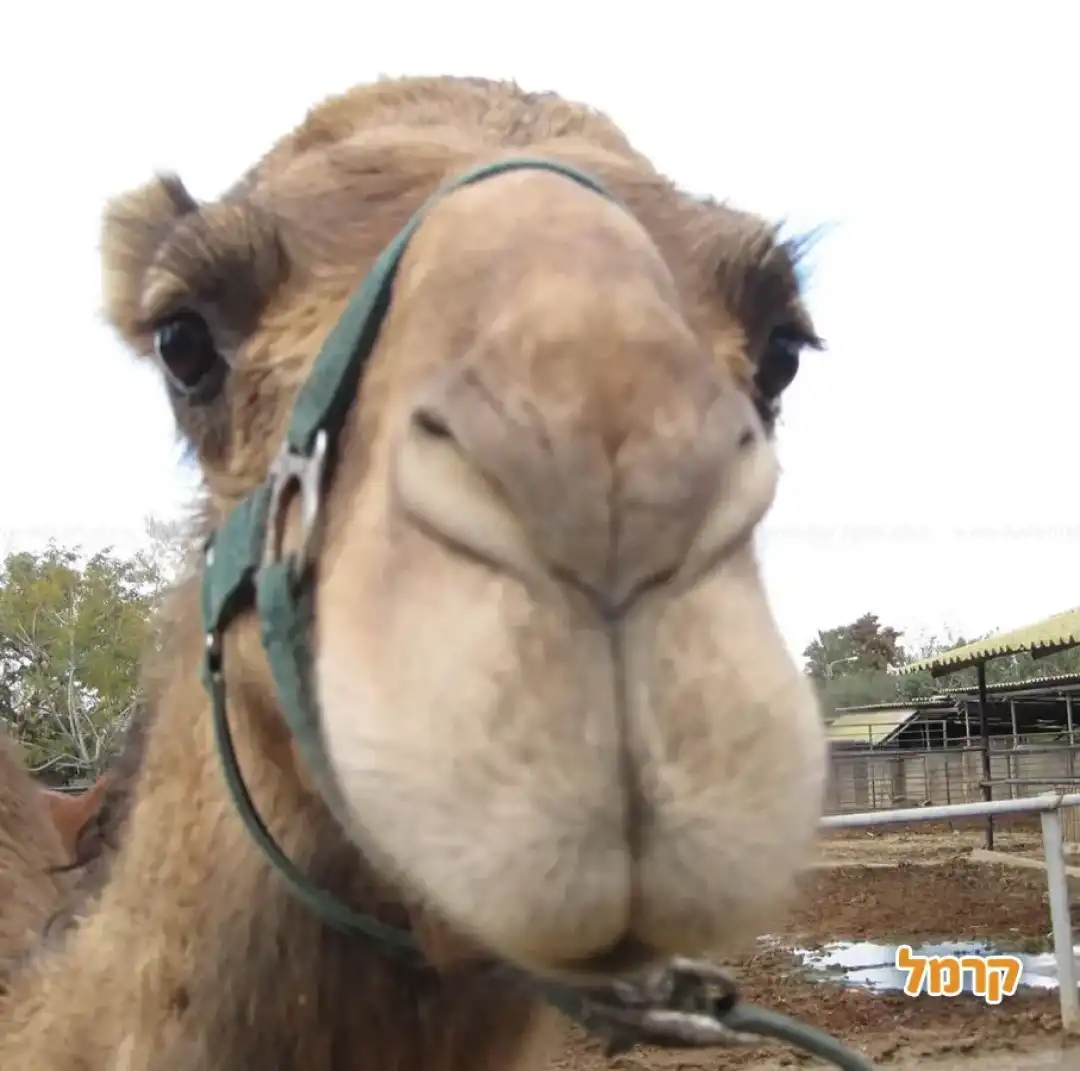 הגמל שבחווה