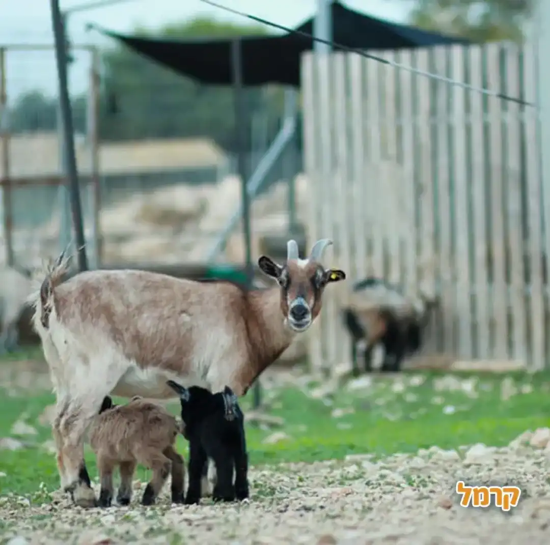 גדים והאמא שלהם