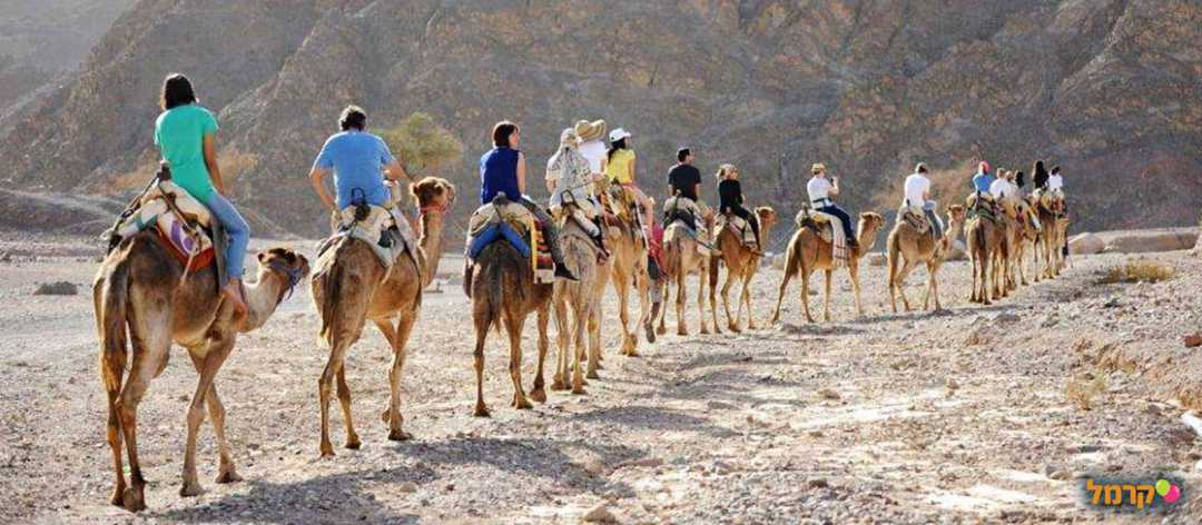 חוות הגמלים אילת