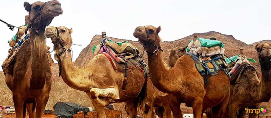 חוות הגמלים אילת