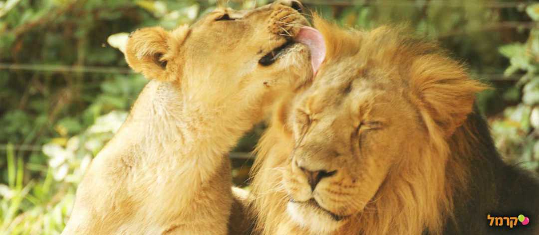 גן החיות התנ"כי