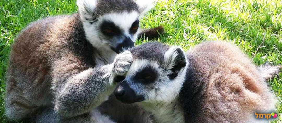 גן החיות התנ"כי