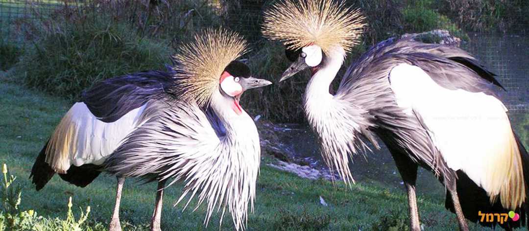 גן החיות התנ"כי