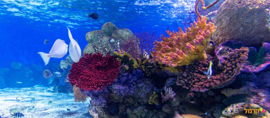 שוניות ואלמוגים