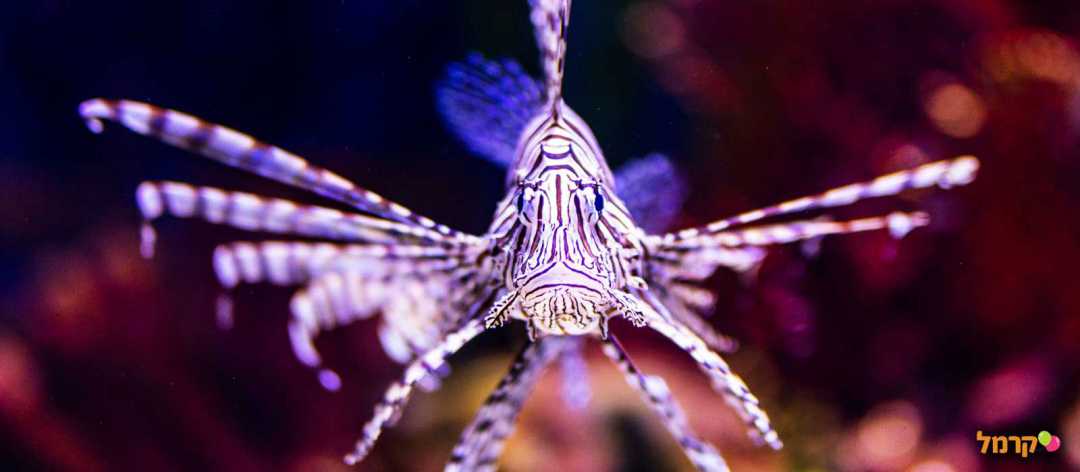 דג מדליק ומיוחד