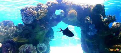 שוניות ודגים