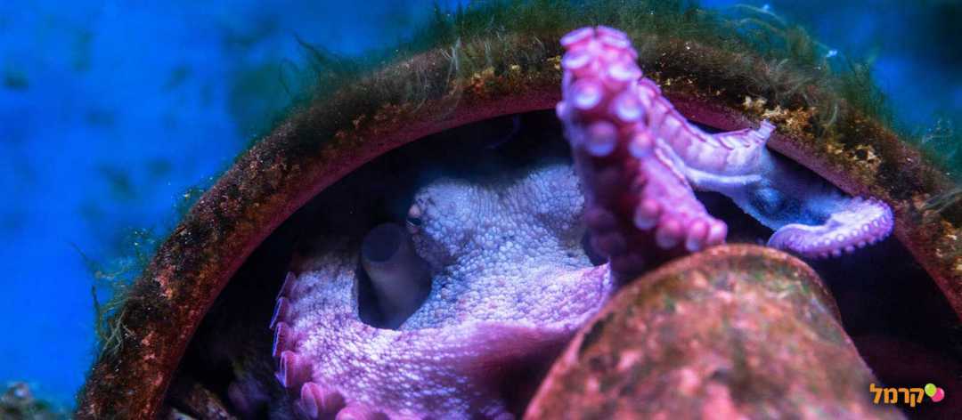 יצורים מתחת למים