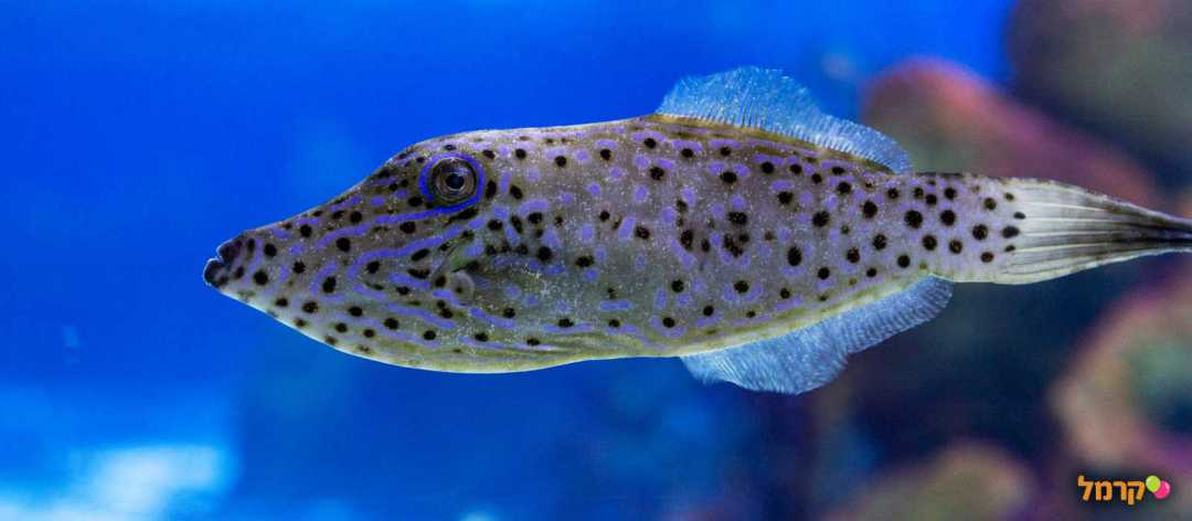 דג מיוחד עם נקודות שחורות