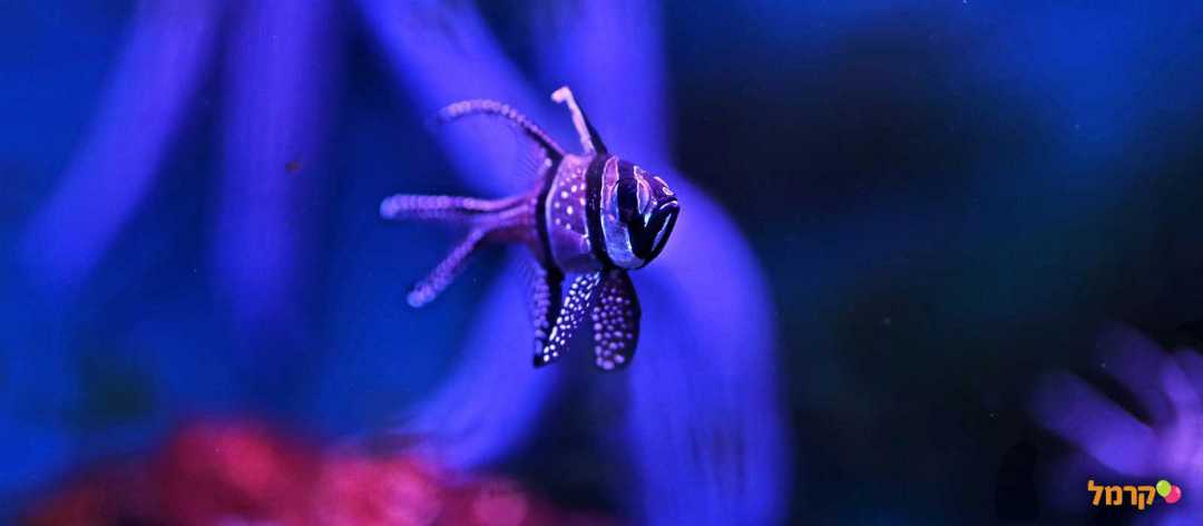 דג מטייל במים