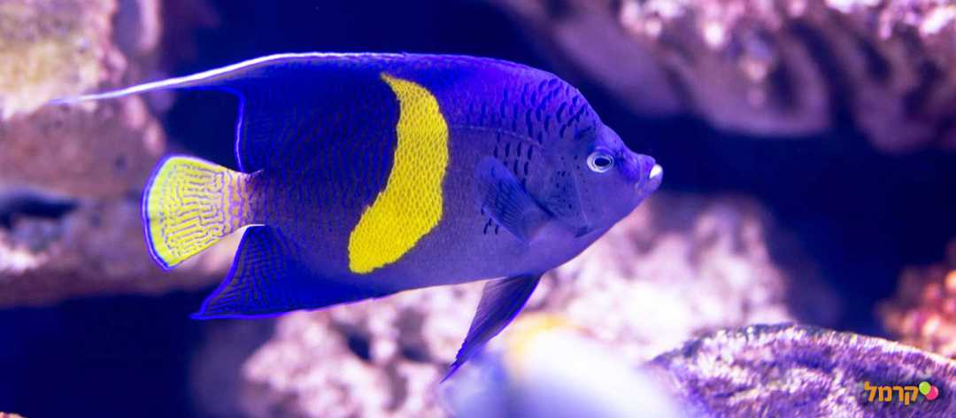 דג עם כתם צהוב