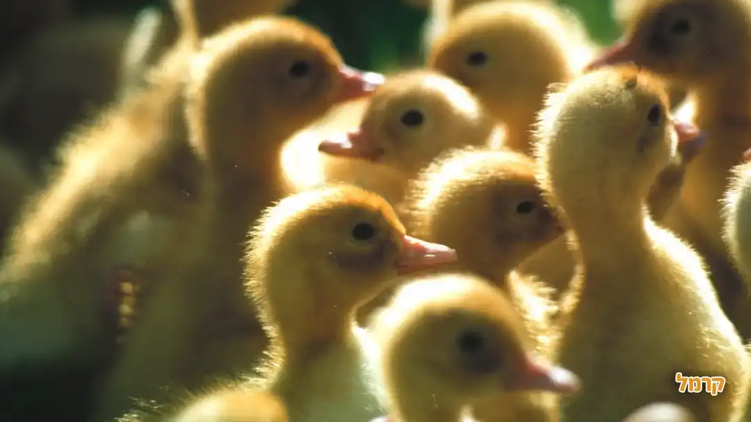 ברווזים בכפר