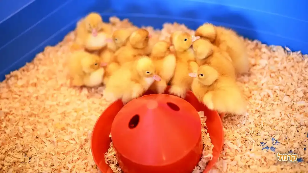 ברווזים בכפר