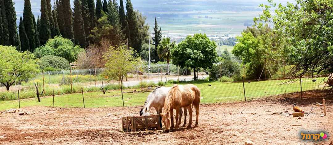 כפר החיות בכפר גלעדי