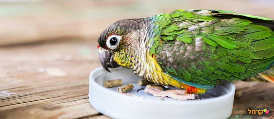 כפר החיות בכפר גלעדי