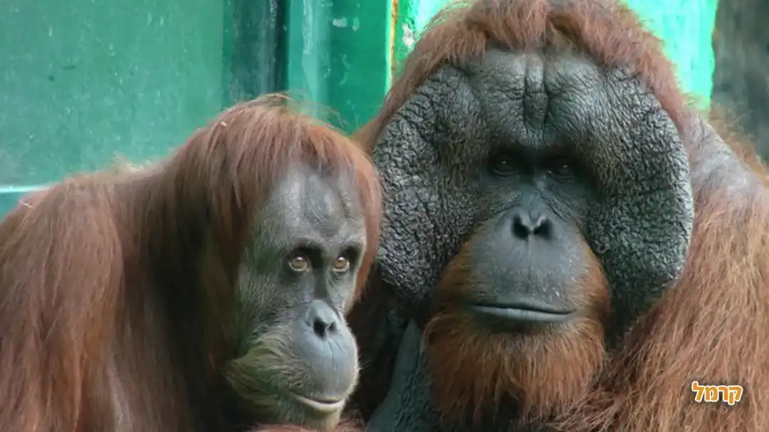 זוג שימפנזות