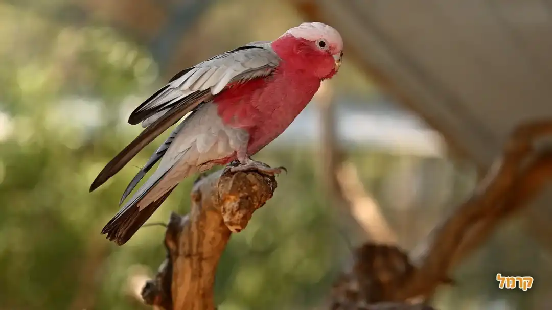 תוכי אדום חזה