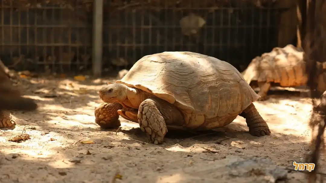 צב יבשה גדול