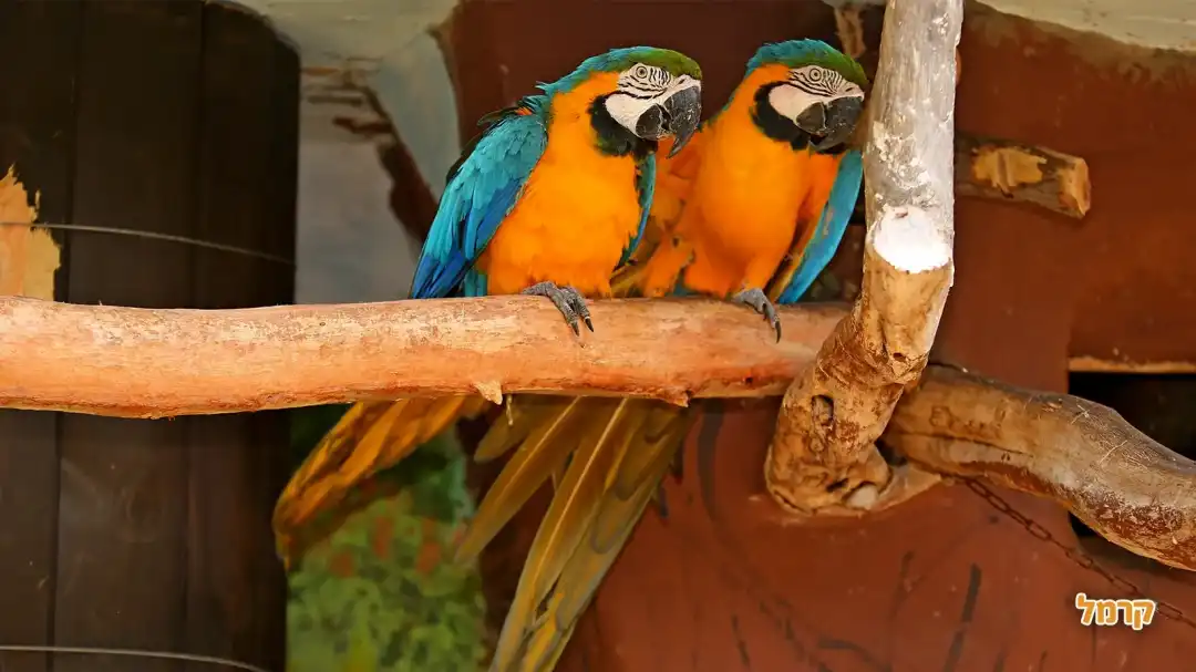 זוג תוכים על ענף