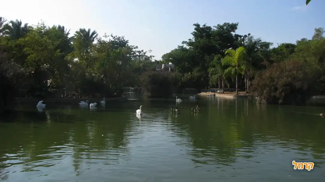 אגם הברבורים והברווזים