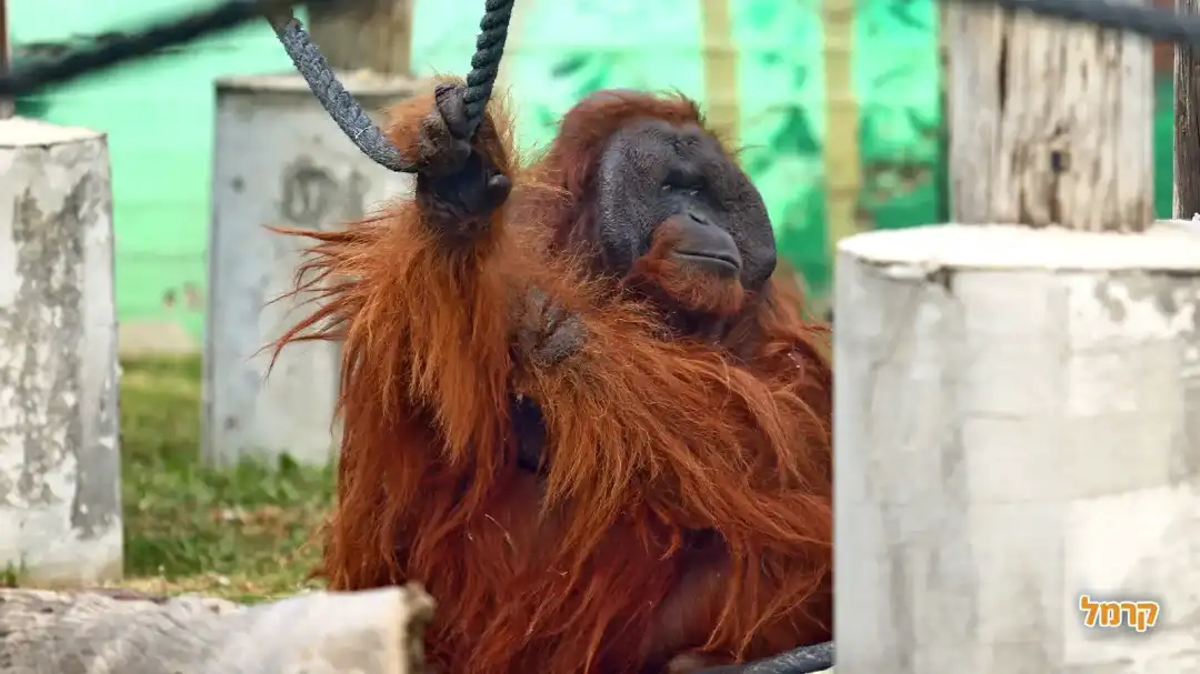 שימפנזה משחקים